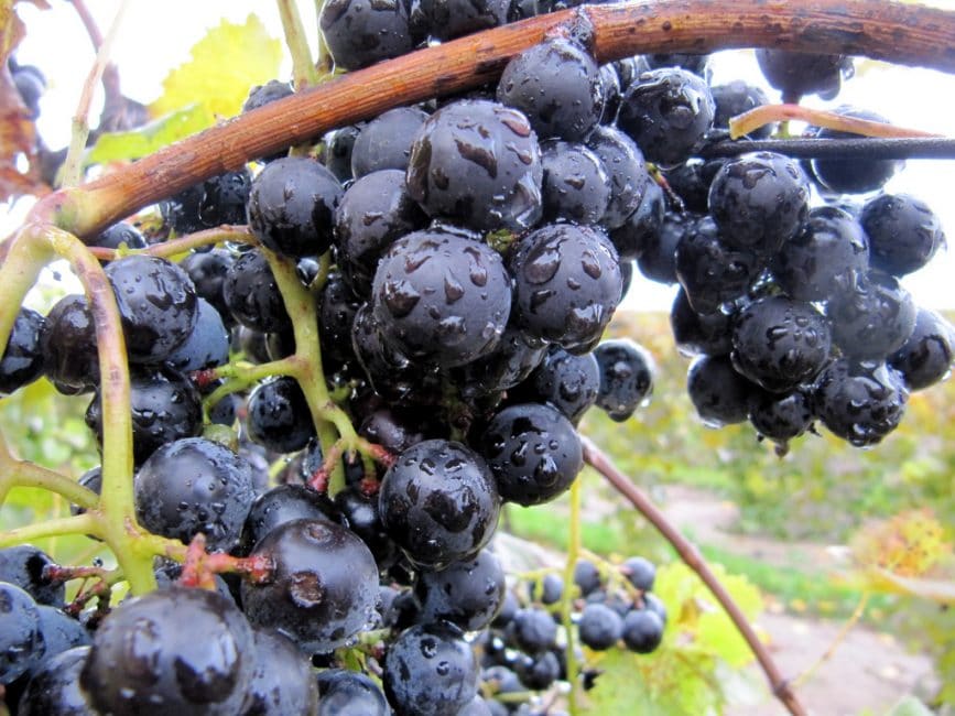 L'arrosage est effectué avec de l'eau tiède mélangée à de la cendre de bois.