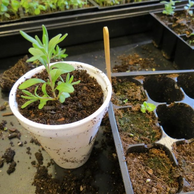 Semis prêts à être repiqués dans de grands pots