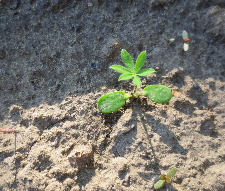 Jeune lupin en plein champ