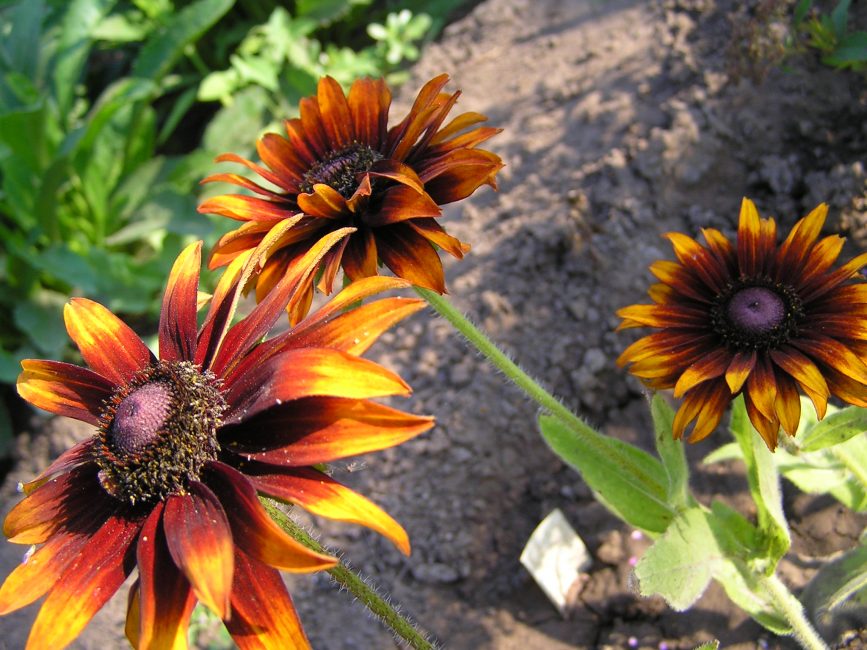 Les charmantes fleurs rouge foncé de Moreno rudbeckia attirent le regard. D'eux respire la chaleur et la tendresse.