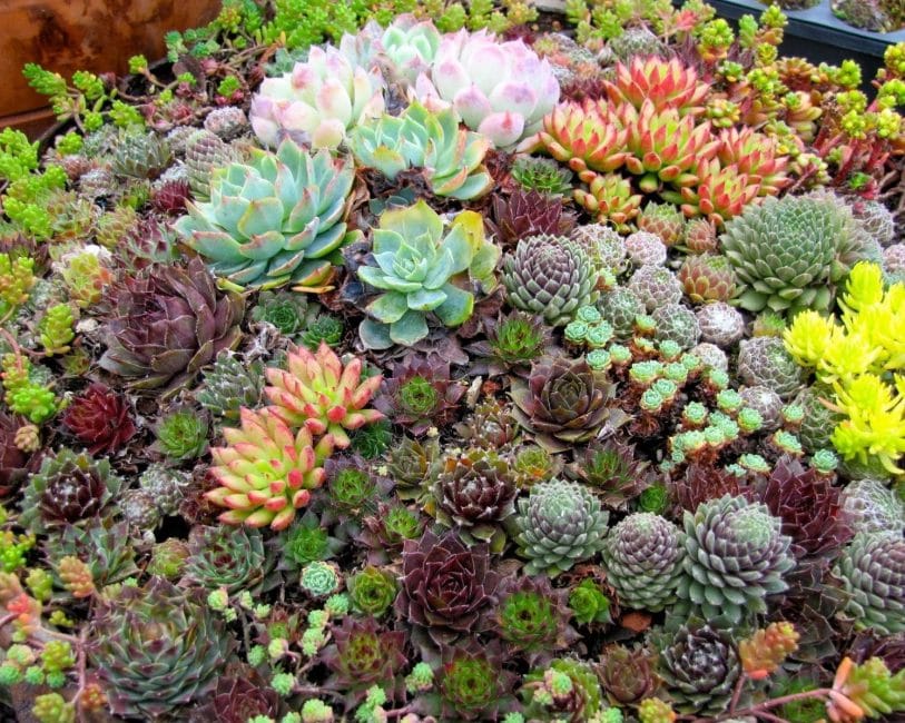 succulentes