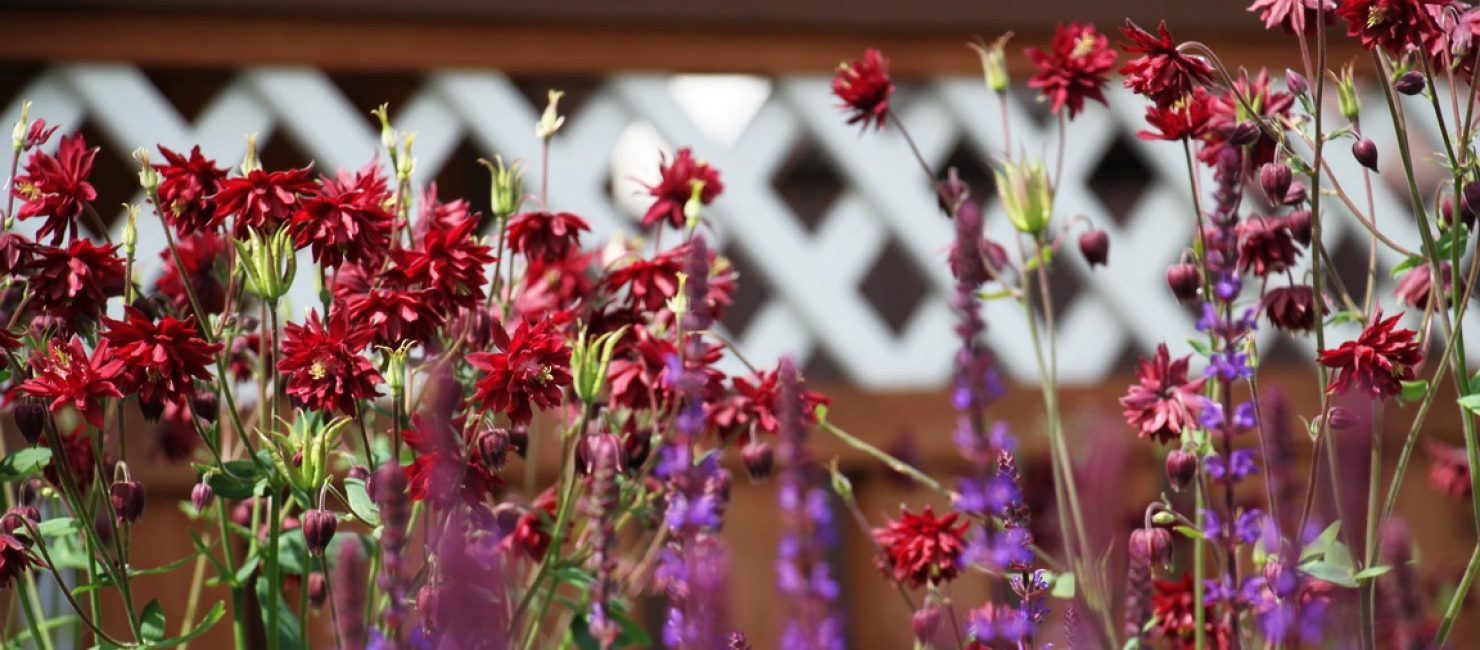 Porto Aquilegia Ruby