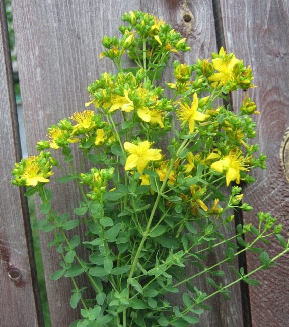 La propriété de l'herbe à sang vaillante n'est pas seulement de nettoyer le corps, mais aussi de le protéger de tous les types d'esprits maléfiques.
