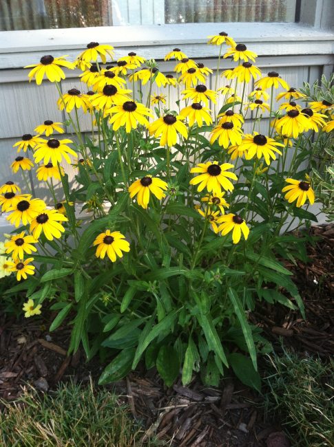 Un bel arbuste qui agrémentera votre jardin