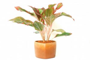 Aglaonema: description, soins à domicile, reproduction, variétés (100+ Photos & Vidéos) + Avis