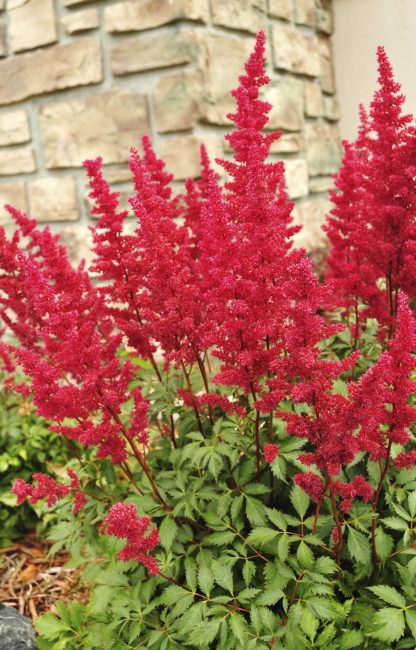 Astilbe - lumineux et insolite