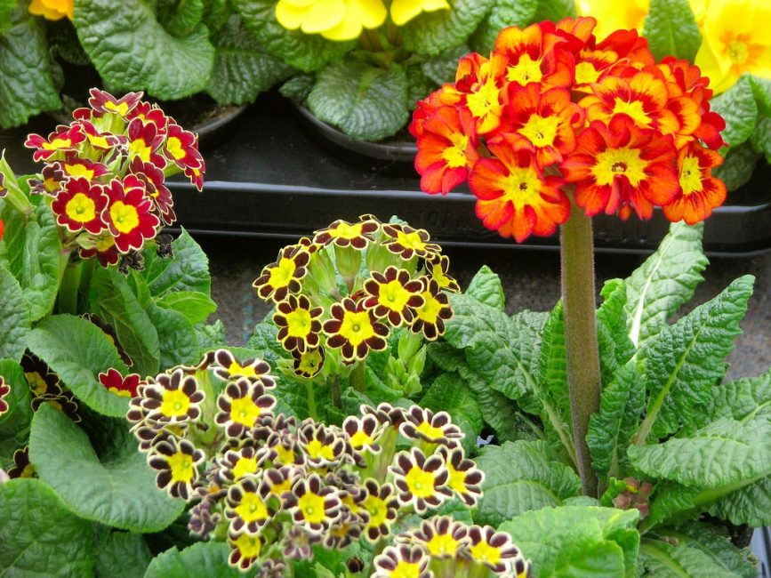 Coloration inhabituelle de la primevère. En regardant la fleur, on dirait qu'elles ont été peintes par un artiste, chaque pétale est très habilement dessiné.