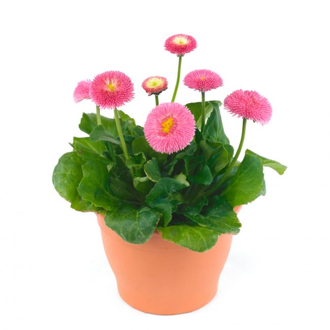 Marguerites Bellis perennis Belladaisy Rose