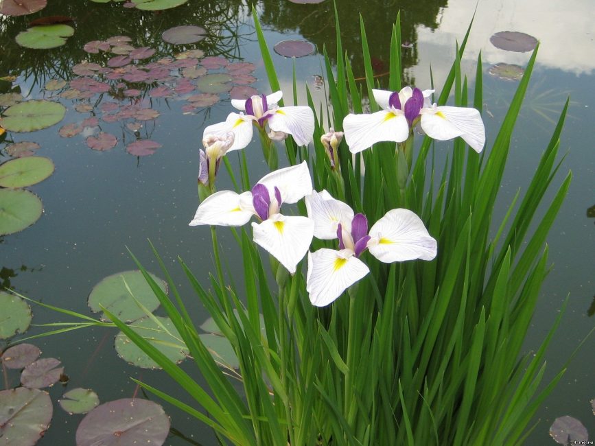 Les iris des marais sont de préférence plantés dans la zone côtière d'un réservoir artificiel.