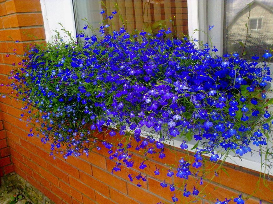 Lobelia saphir