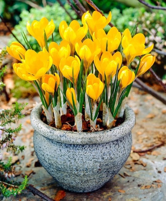 Les crocus, en plus de la beauté, ont des qualités utiles.