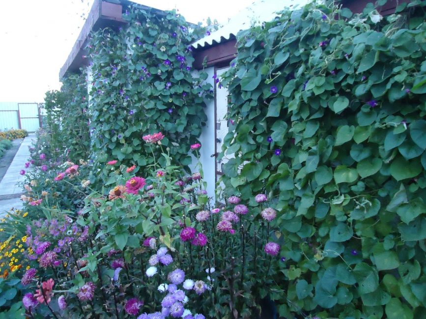 Tresser avec la gloire du matin l'entrée de la maison