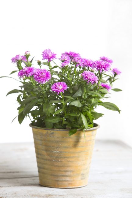 Bien que les asters soient des fleurs de jardin, ils peuvent être cultivés comme plante en pot.