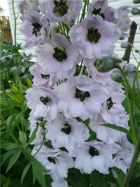 Variété Spring Snow Delphinium