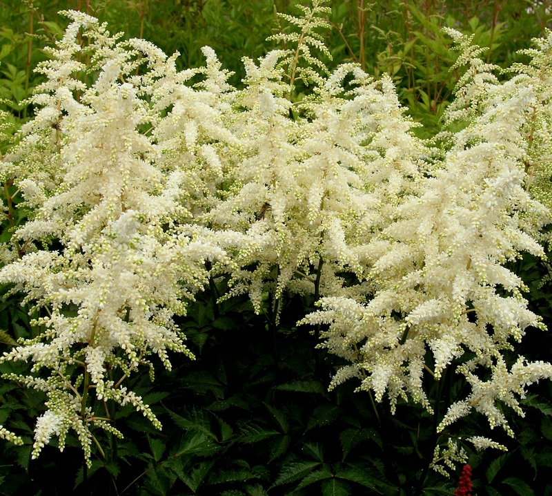 astilbe mont blanc