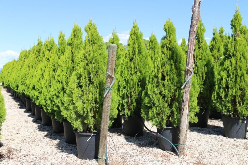 Culture commerciale du thuya