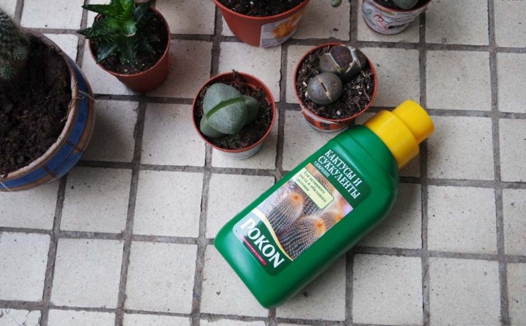 Fertilisez les succulentes une fois par mois.