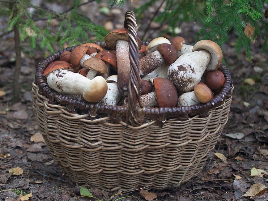 Bonne pêche aux champignons