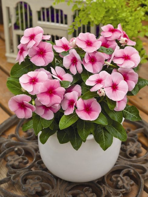 Les bigorneaux plantés dans des pots et des jardinières nécessitent plus d'attention que leurs homologues de la rue.