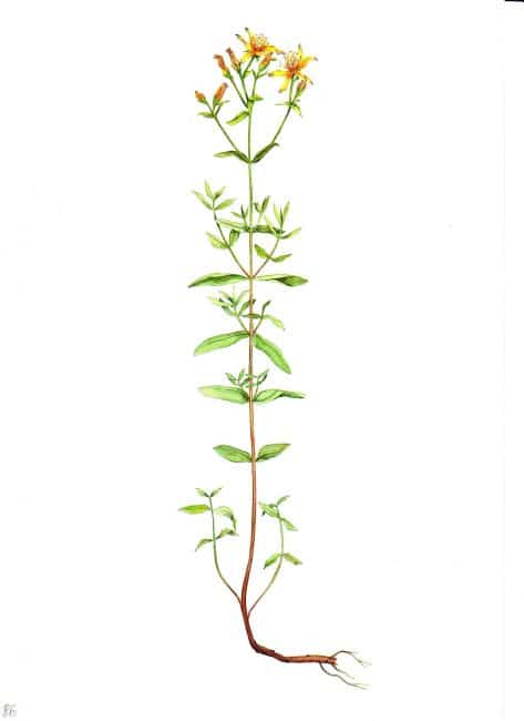 Les guerriers emportaient avec eux une branche de millepertuis, estimant que cette plante protège contre les blessures graves et renforce la volonté.