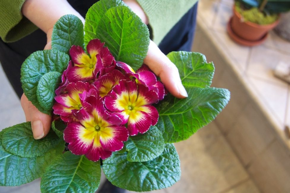 Une belle bordure brisée longe les bords des pétales. On dirait que des gouttelettes d'eau pendent au bord des fleurs. Primevère, comme lavée de rosée.
