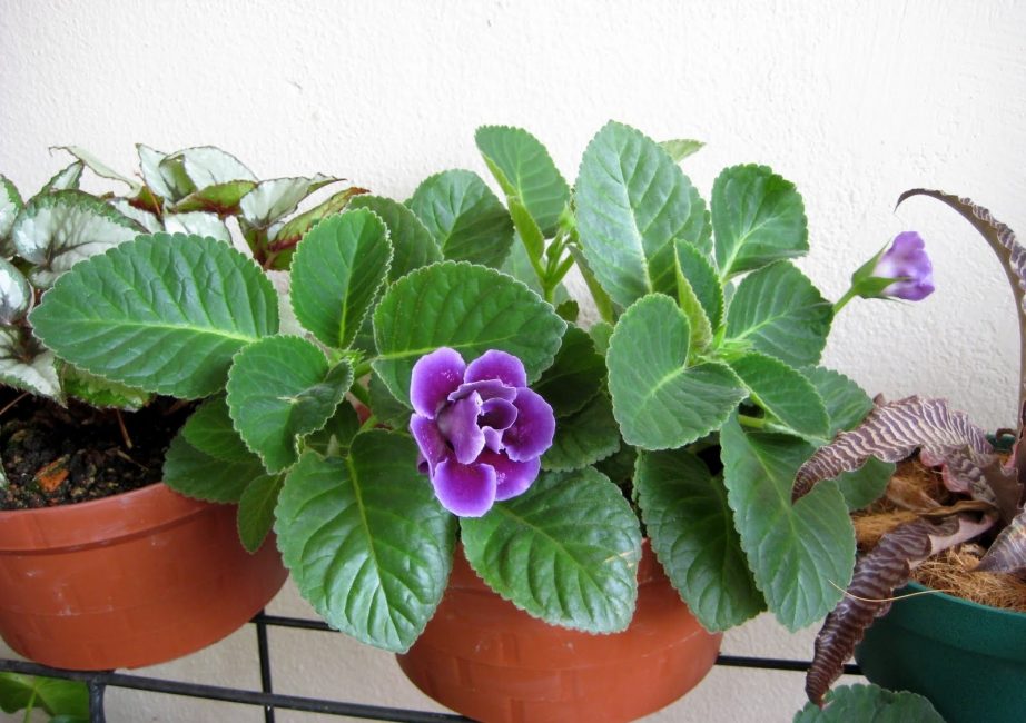 Gloxinia dans le mini-jardin de la maison