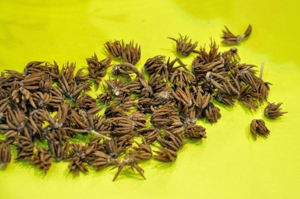 Collection de tubercules de renoncule déterrés