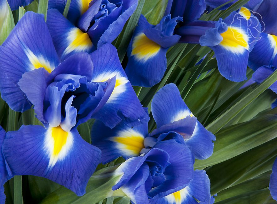 Iris Bleu Magique