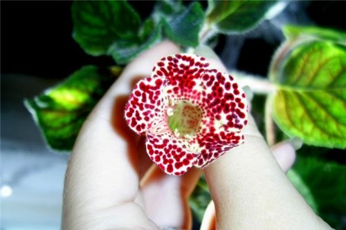 Petite mini fleur de gloxinia