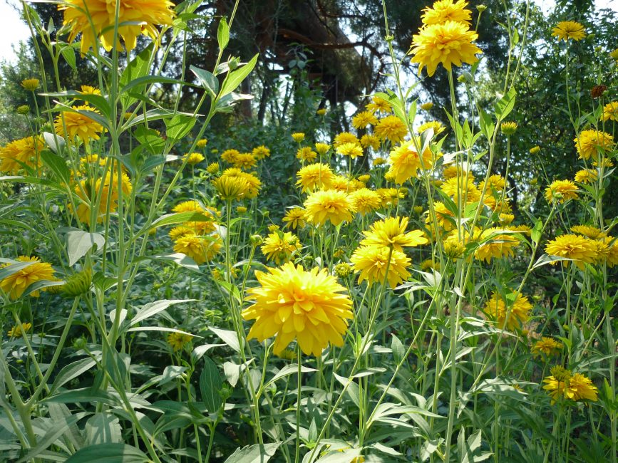 Rudbeckia disséqué. Les fleurs sont comme des boules d'or,