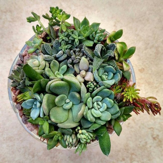 À partir de plantes succulentes, vous pouvez créer divers mélanges. Ils sont très beaux et deviendront un ajout exotique à l'intérieur.