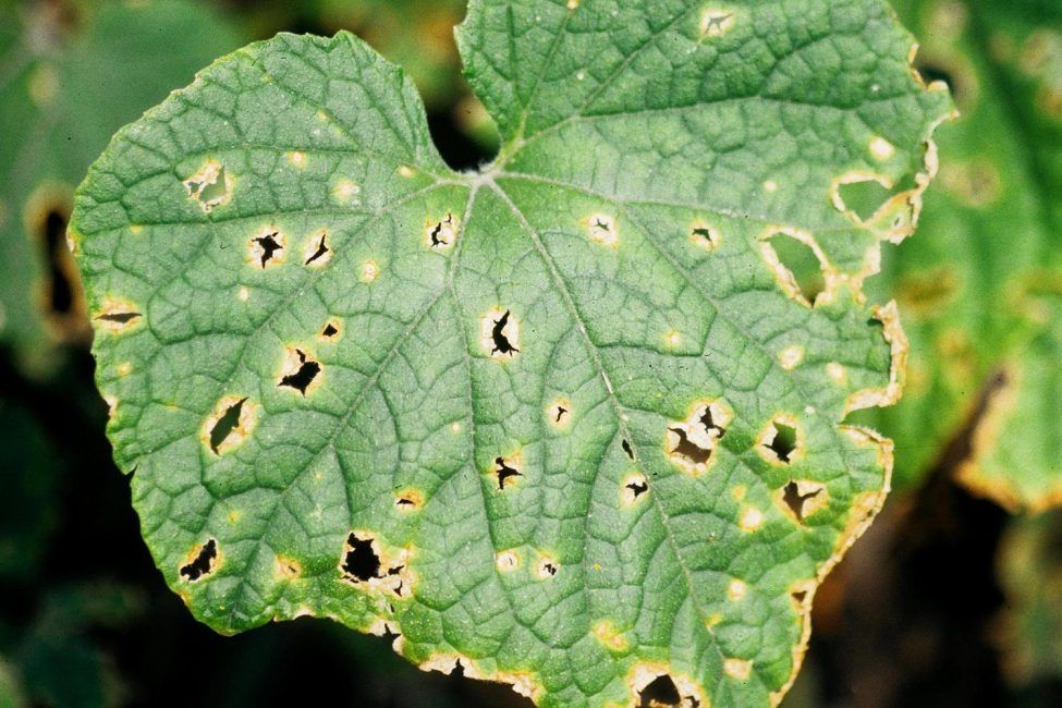 Anthracnose