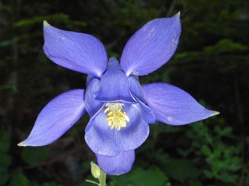 Aquilegia Bertoloni