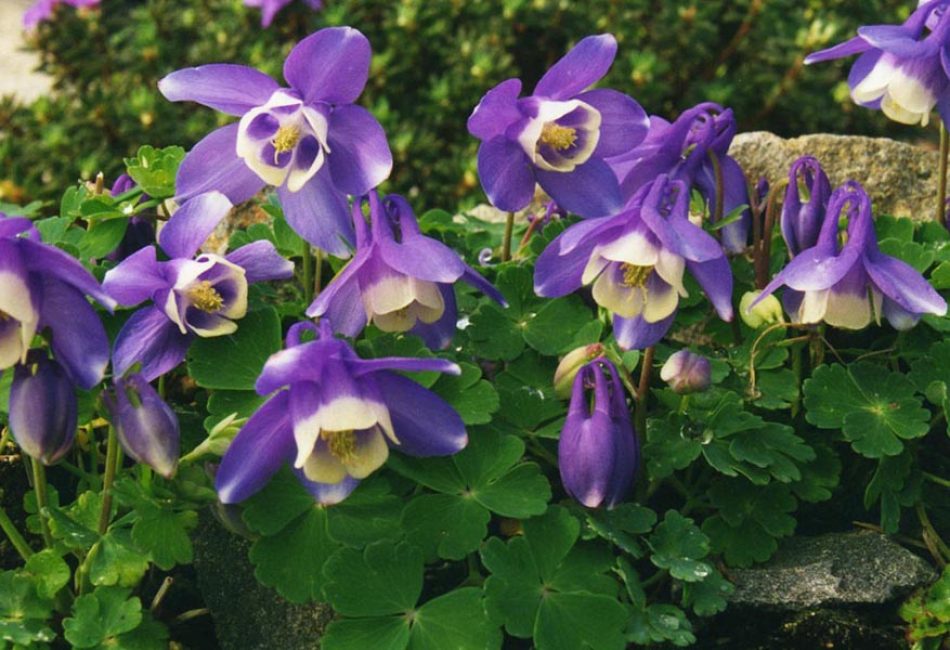 Aquilegia Discolor