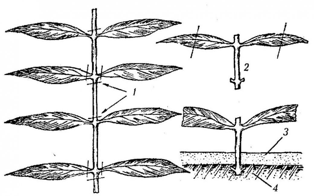 Les parties supérieures des pousses sont coupées. Il doit y avoir au moins trois feuilles sur le manche.