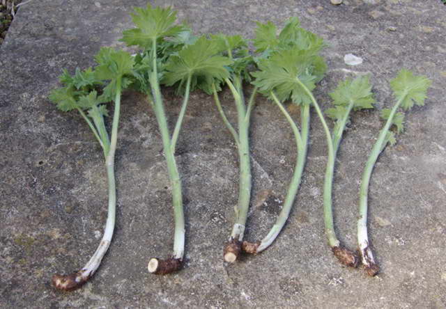 Pour les boutures, on utilise de jeunes plants, enlevés lors de l'éclaircissage du buisson au printemps, ou de la partie supérieure du pédoncule jusqu'à l'apparition de bourgeons (7-10 cm).