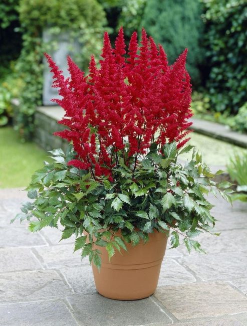 Astilbe cultivé en pot