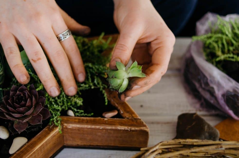 Mini parterre décoratif de succulentes