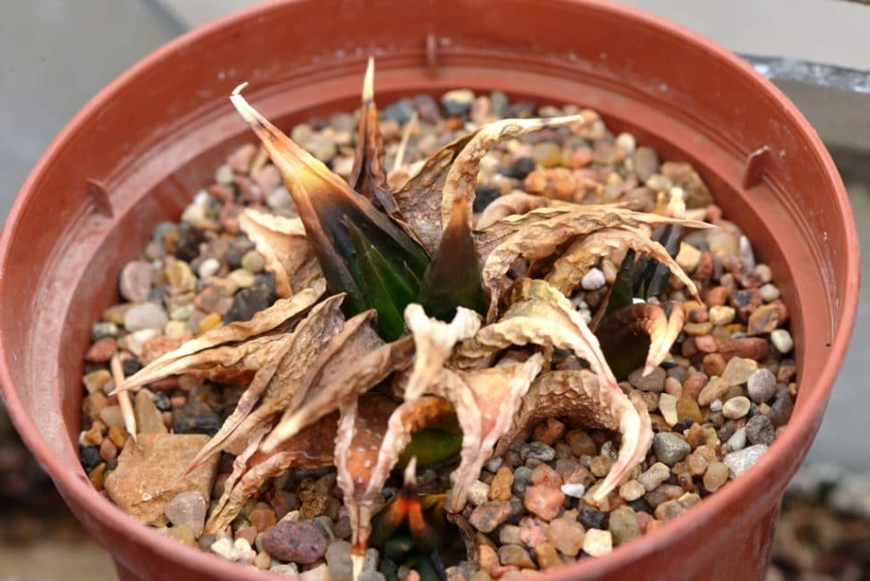 succulente en train de mourir