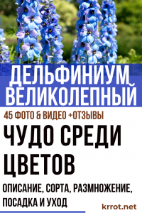 Delphinium Magnifique ! Description, variétés, culture à partir de graines, reproduction, plantation et soins (45 Photos & Vidéos) + Avis