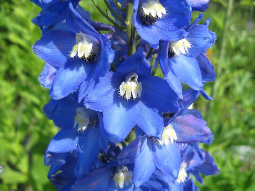 Delphinium elatum Bleu Blanc Abeille