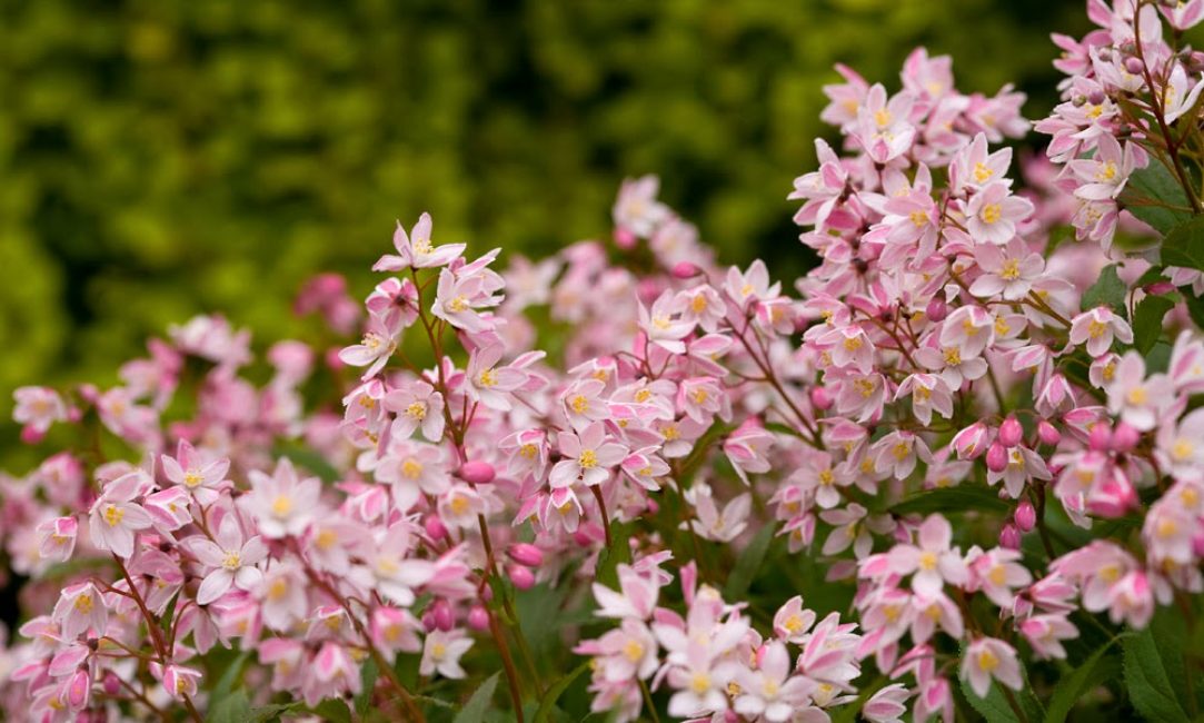 Fleur de cerisier Deutzia Yuki / Fleur de cerisier Deutzia Yuki