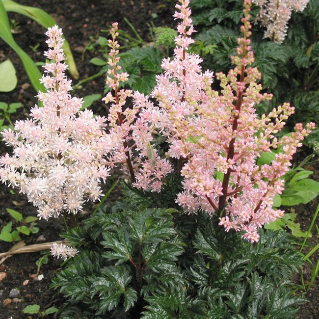 Astilbe Lilliput