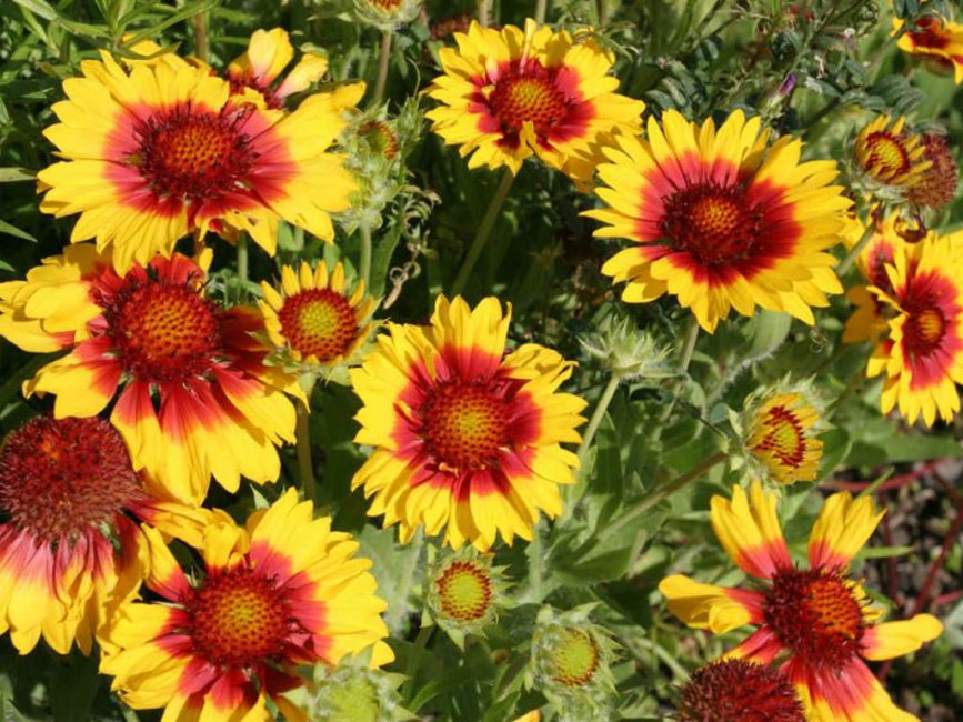 Gaillarde aristata