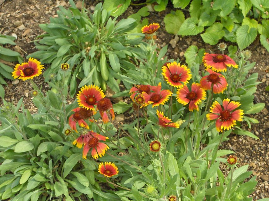 Gaillarde hybride