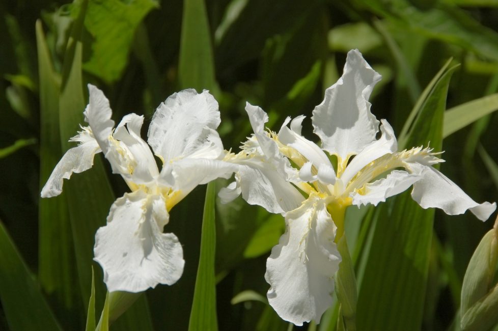 Iris sibirica Iris de la reine des neiges