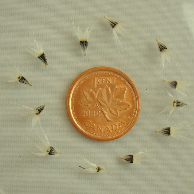 Graines de Gaillarde