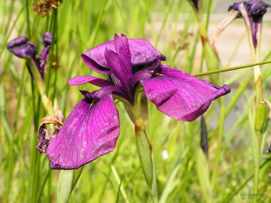 Iris de Vasily Alferov