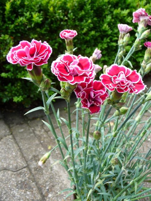 Oeillet Dianthus caryophyllus