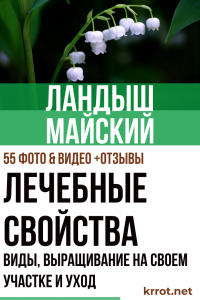 Muguet de mai : description de la plante, espèce, culture sur son site et soins, propriétés médicinales (55 Photos & Vidéos) + Avis